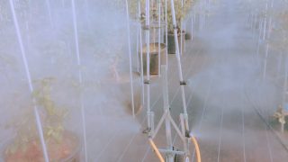 液肥の葉面散布中