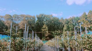 秋の農園の様子