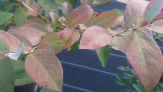 ブルーベリーの紅葉始まる