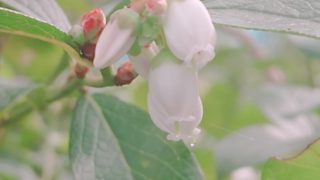 ブルーベリーの花