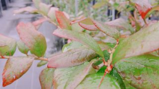 紅葉を始めたブルーベリー