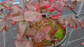 紅葉したコリンズ