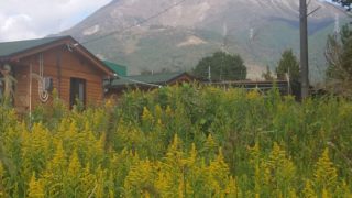 セイダカアワダチソウ