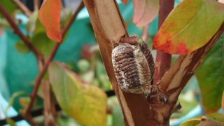 カマキリの卵の写真