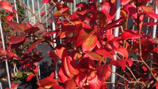ブルーベリの紅葉