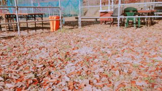 落ち葉で絨毯のようです