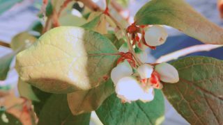 シャープブルーの花