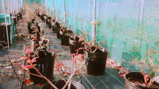 育成中のブルーベリー