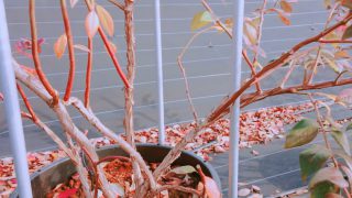 剪定したブルーベリーの木