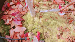 元気な木に生えた苔