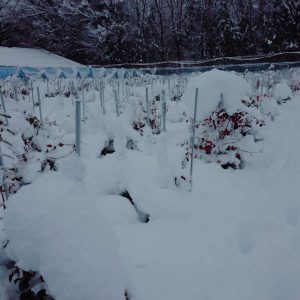 雪に埋もれたラビットアイ品種