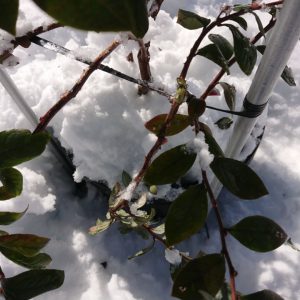 雪により折れた枝