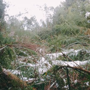 竹林も雪でつぶされています