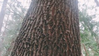 大きなクヌギの木