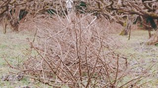 剪定した柿の木の枝