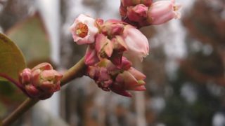 ブルーベリーの花