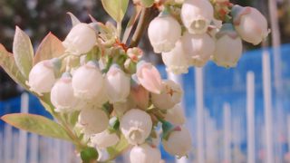 ブルーベリーの花