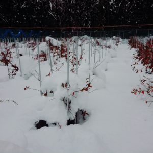 雪に埋まったブルーベリー