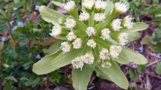 ふきのとうの写真