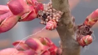 ブルーベリーの蕾