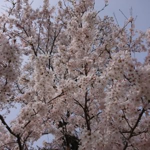 園地そばの桜満開