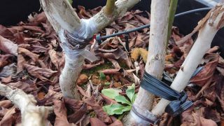 雪で折れたブルーベリー