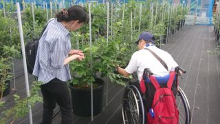 車イスでブルーベリー狩り