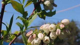 ブルーベリーの花