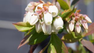 ブルーベリーの花