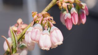 ブルーベリーの花