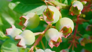 ブルーベリーの果実