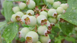 たわわに実ったブルーベリー