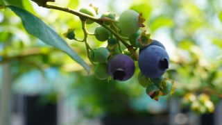 色づき始めたブルーベリー