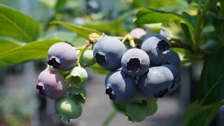 色づいたブルーベリー