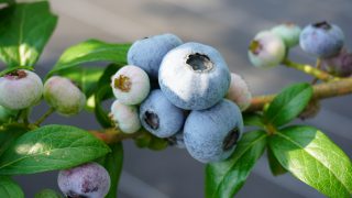 超大粒ブルーベリー