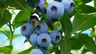 ブルーベリー
