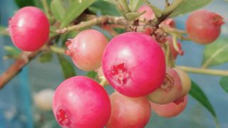 ピンクレモネード