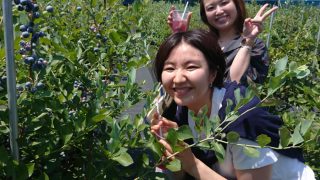 ブルーベリー狩りのお客様