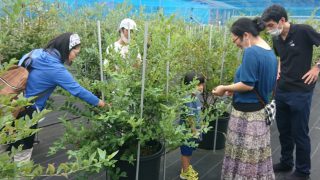 家族でブルーベリー狩り