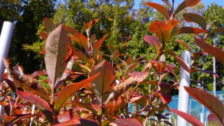 紅葉したブルーベリーの木