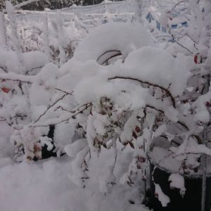 雪の園地の様子