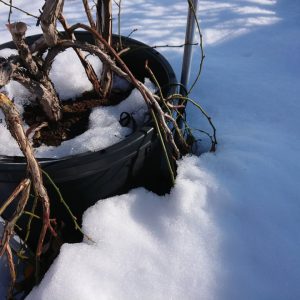 雪に埋もれたブルーベリーの枝