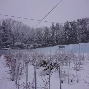 雪のブルーベリー園地