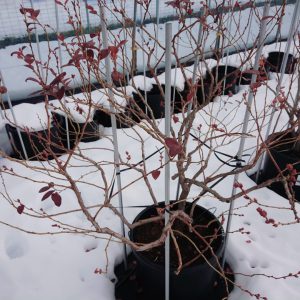 ブルーベリーの木への雪対策