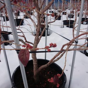 ブルーベリーの木への雪対策