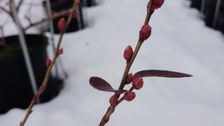 ブルーベリーの蕾