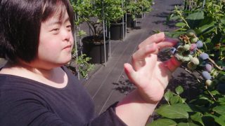 ブルーベリー狩りのお客様
